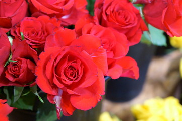 full bloom rose colorful flower