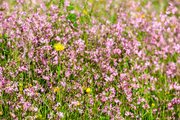 Fototapeta premium meadow near village Vernasca, Italy