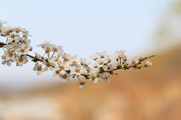 작고 앙증맞은 하얀색 조팝나무꽃