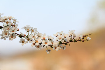 작고 앙증맞은 하얀색 조팝나무꽃