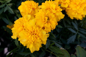 full bloom Marigold flower
