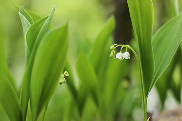 lily of the valley in the forest