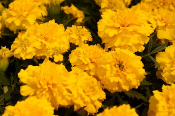 full bloom Marigold flower