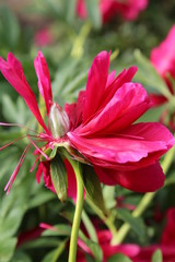pink peonies bloom in the Botanical garden