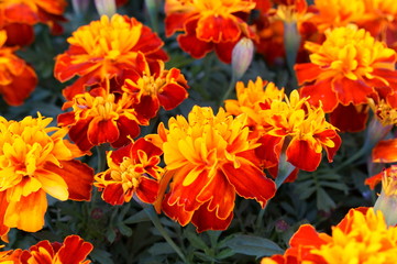 full bloom Marigold flower