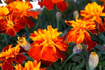 Obraz na płótnie Canvas full bloom Marigold flower