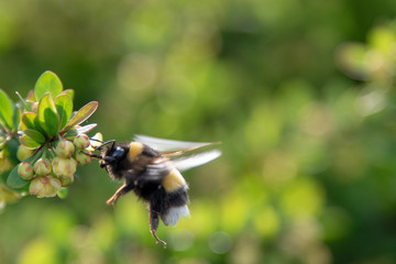 Hummel beim Nektarraub