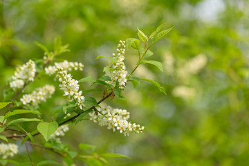 Fototapeta premium Prunus padus (European Bird Cherry) in bloom. Prunus padis (European Bird Cherry) in the spring at the time of flowering.