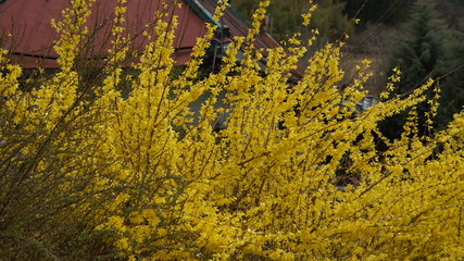 Forsythia suspensa golden bell flower