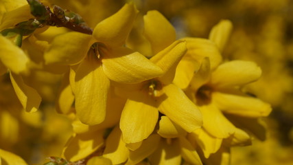 Fototapeta premium Forsythia suspensa golden bell flower