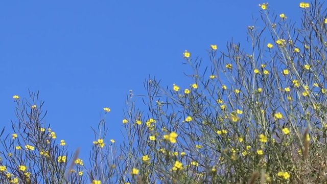 Wild yellow cress (Cruciferae) in the Crimean steppe on deep blue sky background. Effect of amplification of one color to another, contrast of yellow and blue mutually enhances color