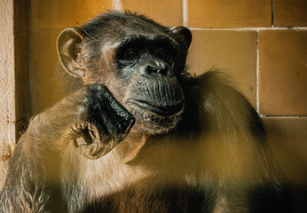 Szympans, małpa, monkey,Pan, troglodytes, Pan troglodytes © Dreamnordno