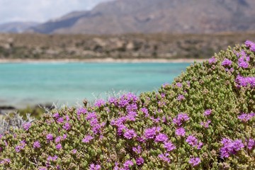 Pink flowers near Elafonissi Beach, Crete island, Greece.