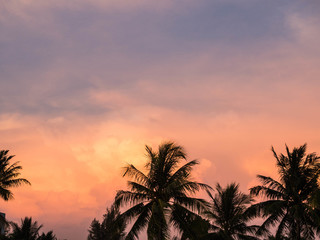 Fototapeta na wymiar Silhouettes Palms trees on the beautiful sunset background. Coconut trees against pink sky. Palm trees at tropical coast. Beautiful sunset
