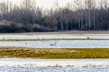 Biebrza Valley (Poland).  Backwaters near Goniadz town with swans in background