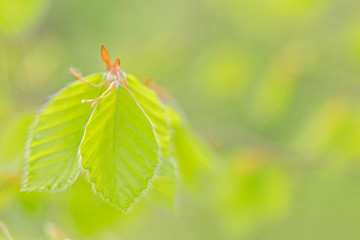 young green leaves of European beech (Fagus sylvatica), selective focus. Green lush beech leaves on dark background. Spring theme.  