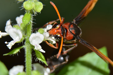 wasps, insects that can sting, brown-headed, black bodies with brown stripes