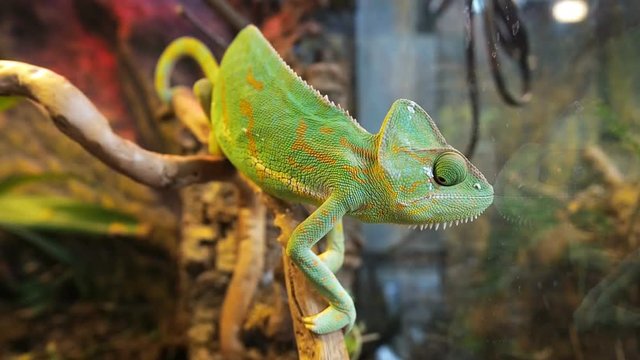 Green chameleon swinging among the branches of dry tree and watching cricket pivots his eyes. Chamaeleo calyptratus, cone-head chameleon, veiled chameleon, Yemen chameleon