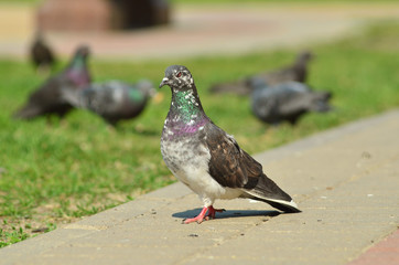 Pigeon is on the track. Pigeons on the streets.