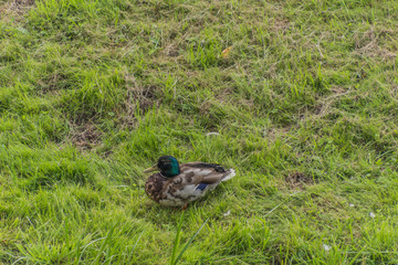 Ente am Schloss Bothmer in Klütz