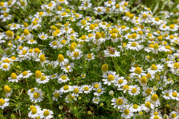 Background. The white wildflowers medicinal chamomile (Matricaria chamomilla) in a meadow