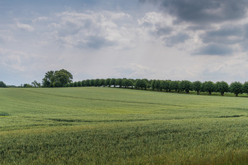 Felder am Schloss Bothmer in Klütz