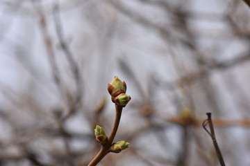 lilac buds