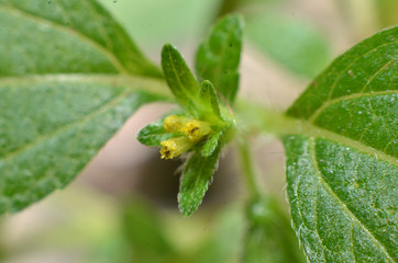 Pretty yellow flowers, shaped elongated between 2 smooth white fluffy green leave