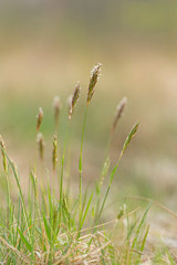 Anthoxanthum odoratum Poaceae family plant in spring at flowering time, selective focus
