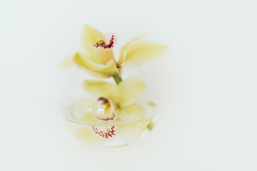 Décor de table, orchidée dans un bocal