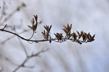 branch, patterns of nature