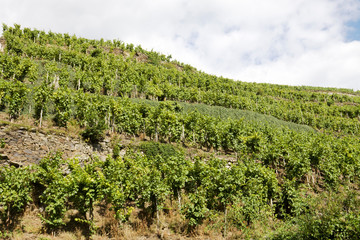 Fototapeta na wymiar A vineyard on a slope of hill