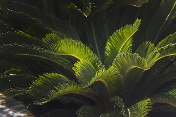 Closeup leaves Mallorca endemic fan palm Chamaerops humilis