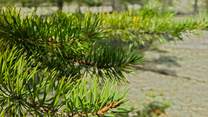 pine tree branch with cones