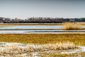 Biebrza Valley (Poland).  Backwaters near Goniadz