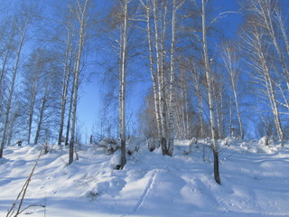 trees in winter