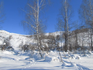 winter landscape with trees and snow