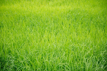Paddy rice field in clear light day