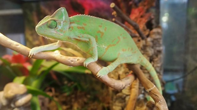 Green chameleon swinging among the branches of dry tree. Chamaeleo calyptratus, cone-head chameleon, veiled chameleon, Yemen chameleon