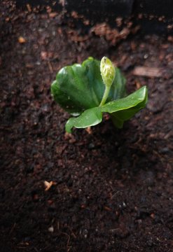 Seedling of Common Beech (Fagus sylvatica)