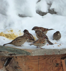 Flock of house sparrows (Passer domesticus) eating grains