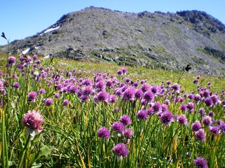 Obraz premium field of purple flowers