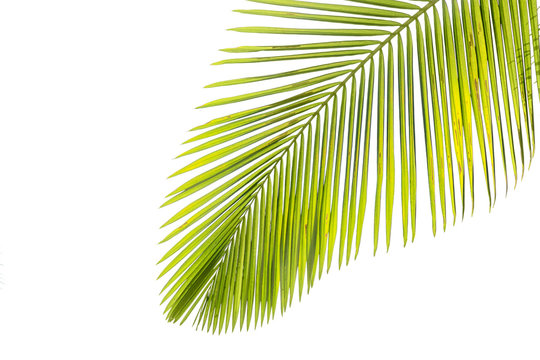 Leaves of palm tree by the sunshine