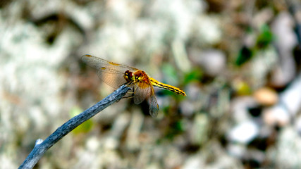 Dragonfly