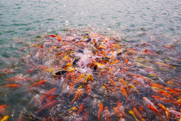 Fototapeta na wymiar Tourism Feed Many Hungry Fancy Carp, Mirror Carp Fish, Koi in the Pond. Colorful Fish in the Pool