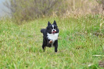 チワワを散歩させている写真です