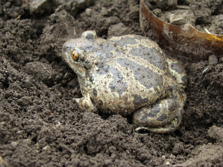 toad
