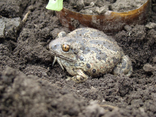 toad