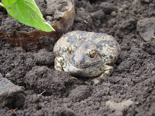 toad