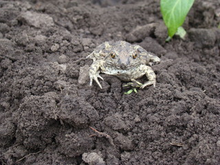 toad